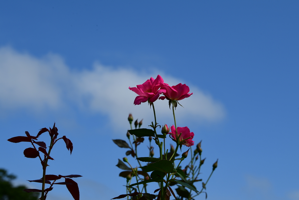 薔薇