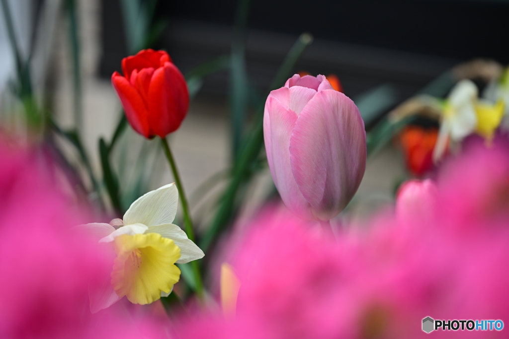 庭先の花
