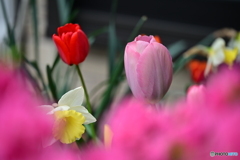 庭先の花