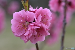 春の花