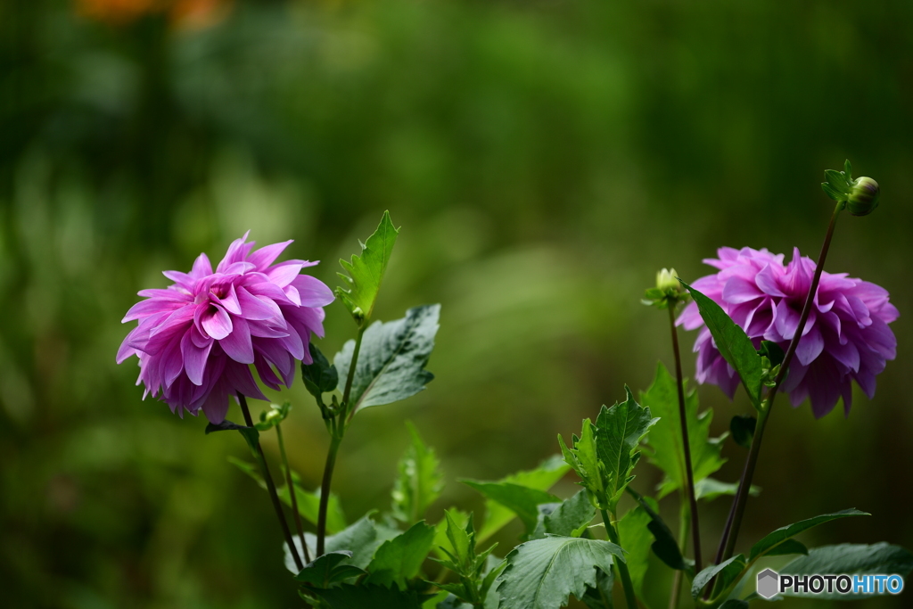 何の花かな