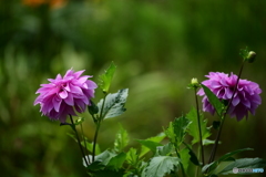 何の花かな