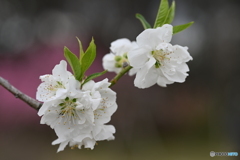 春の花