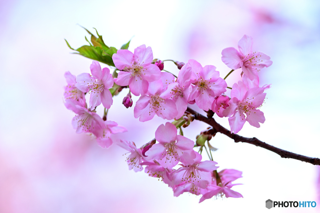 河津桜