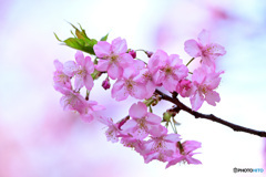河津桜