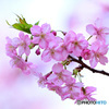 河津桜