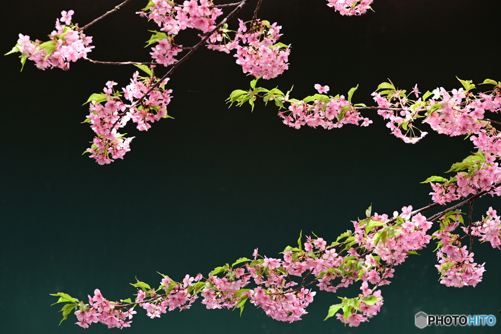 花模様