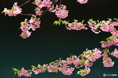 花模様
