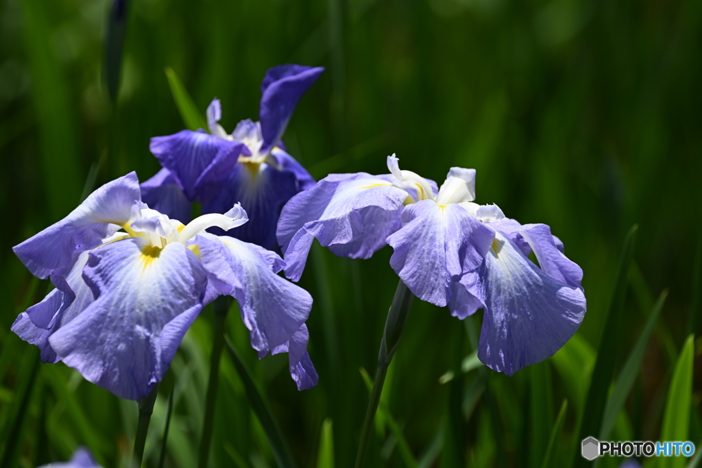 花菖蒲