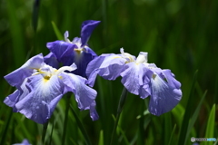 花菖蒲
