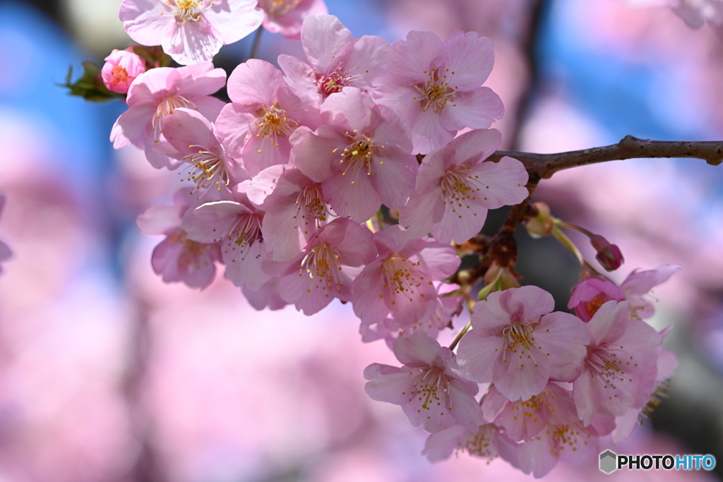 河津桜