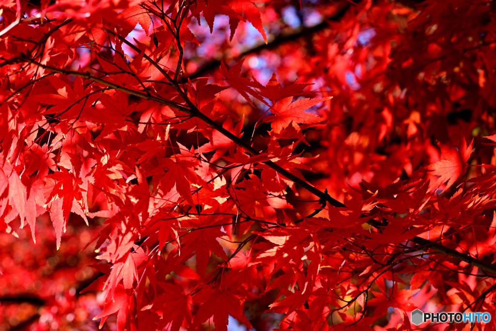 紅葉&紅葉