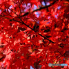 紅葉&紅葉