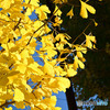 黄葉