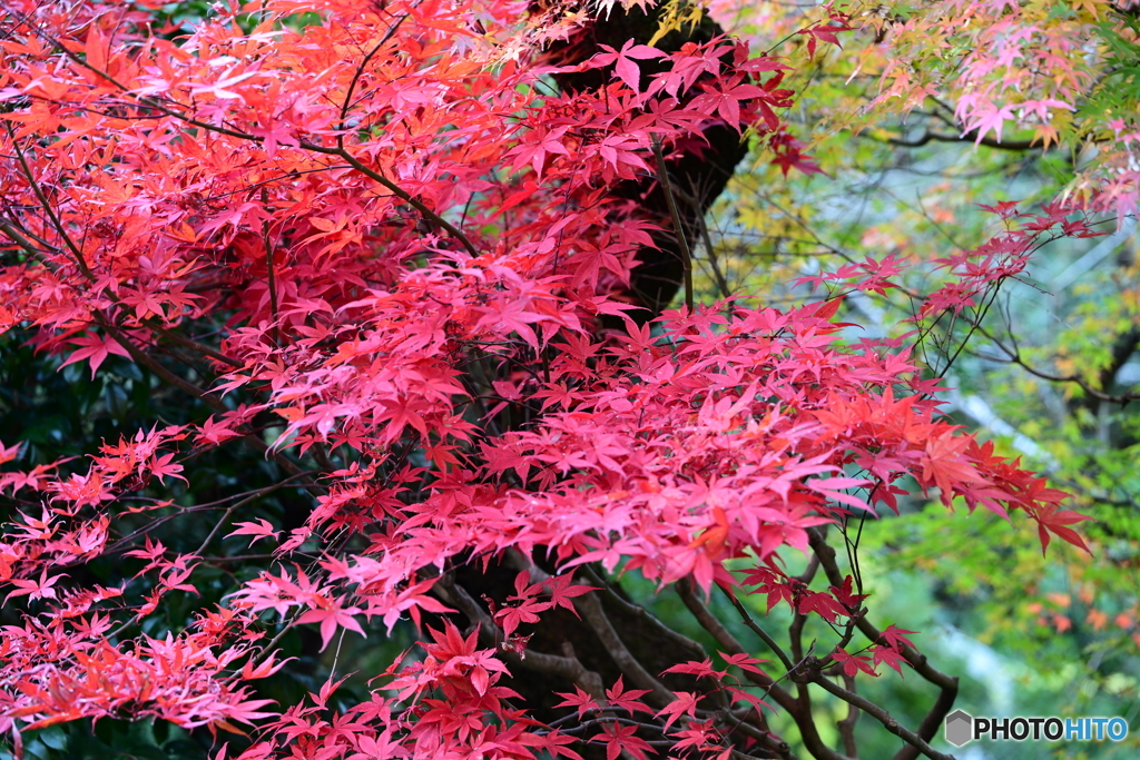 鎌倉の紅葉