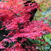 鎌倉の紅葉