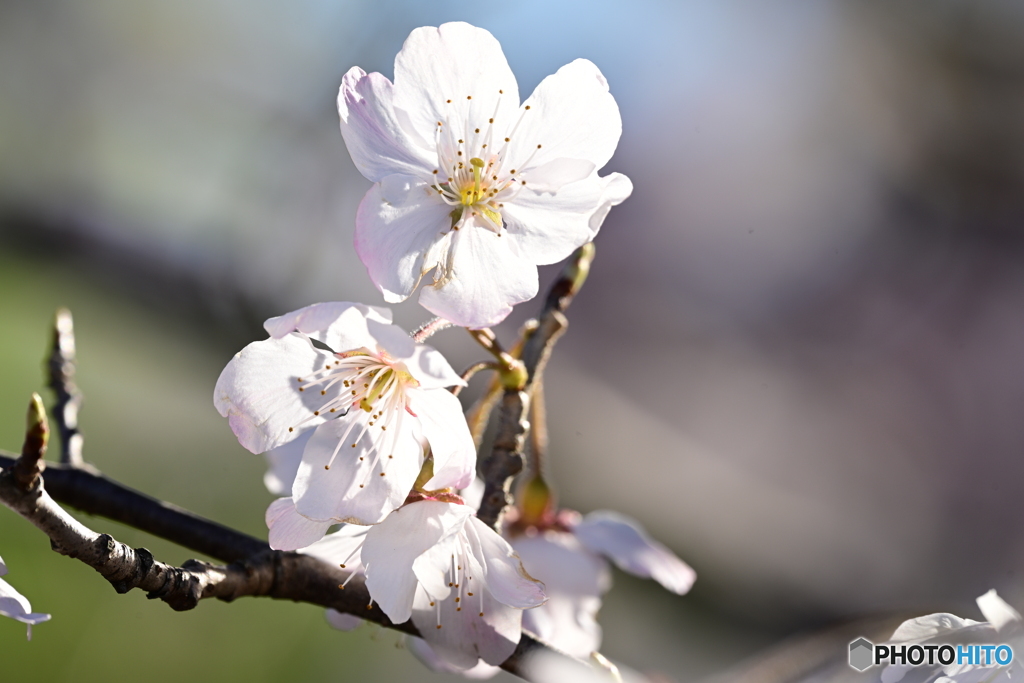 桜