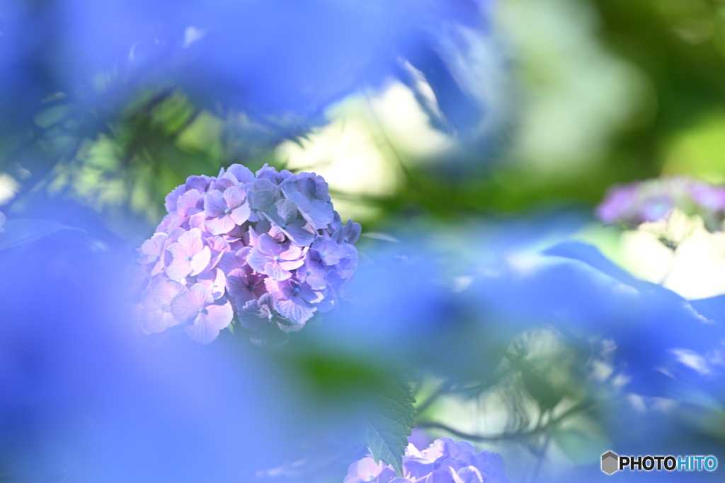 紫陽花