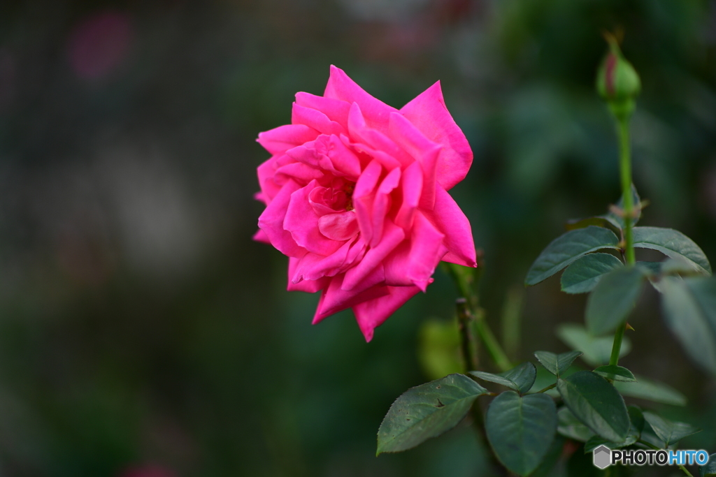 秋薔薇