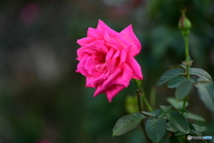 秋薔薇
