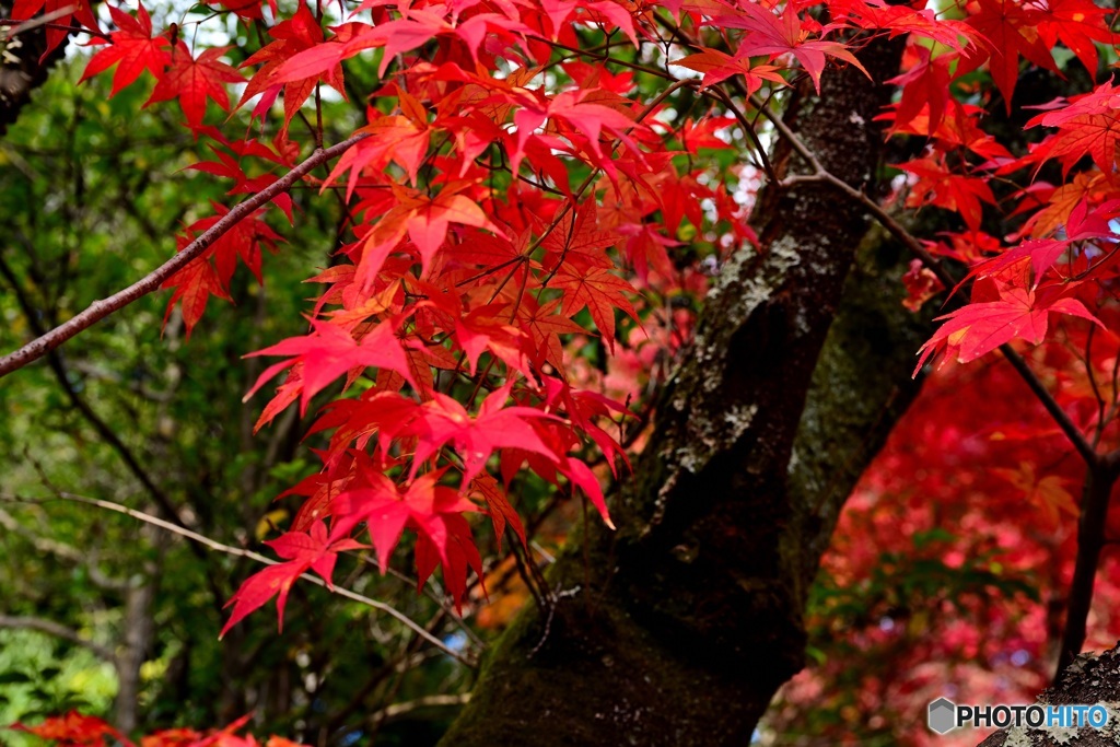 紅葉