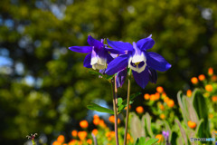 オダマキの花