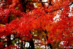 紅葉
