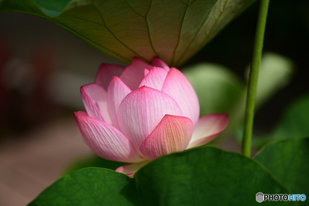 蓮の花