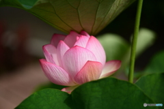蓮の花
