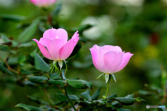 薔薇
