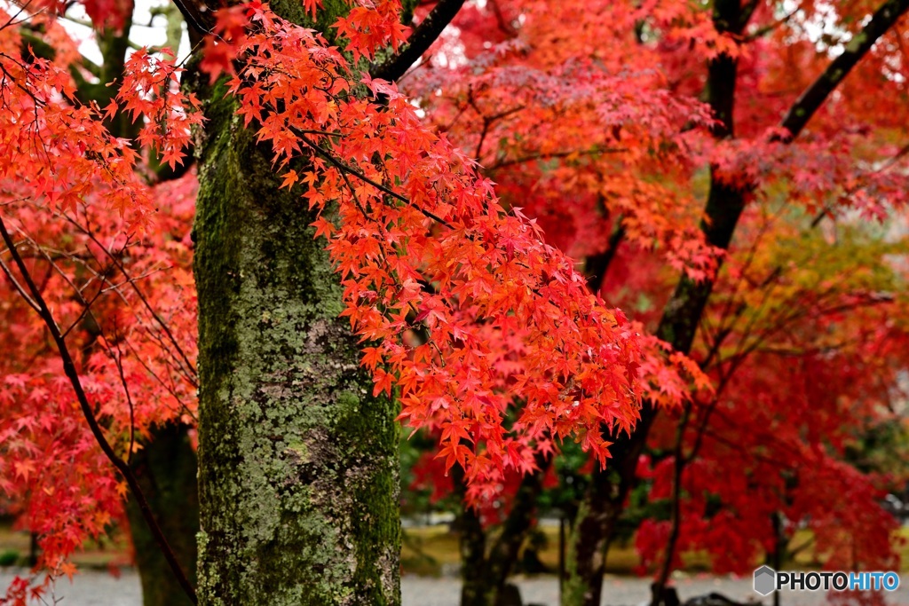 紅葉