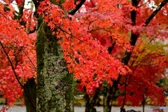 紅葉