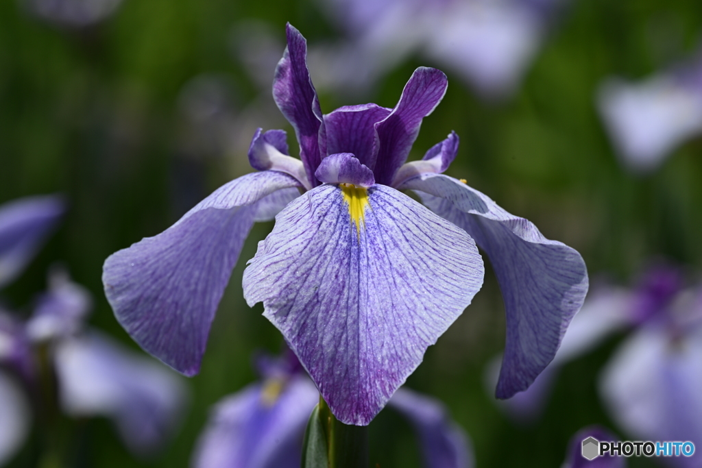 花菖蒲