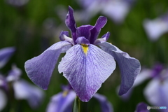 花菖蒲