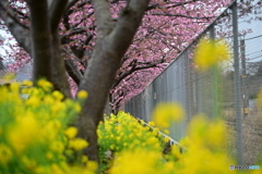 河津桜