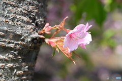 可憐な河津桜