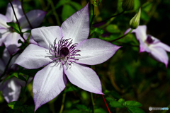 フランスの花