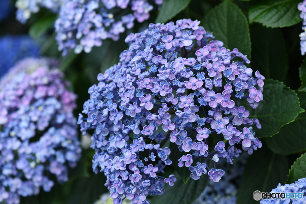 紫陽花