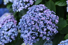 紫陽花