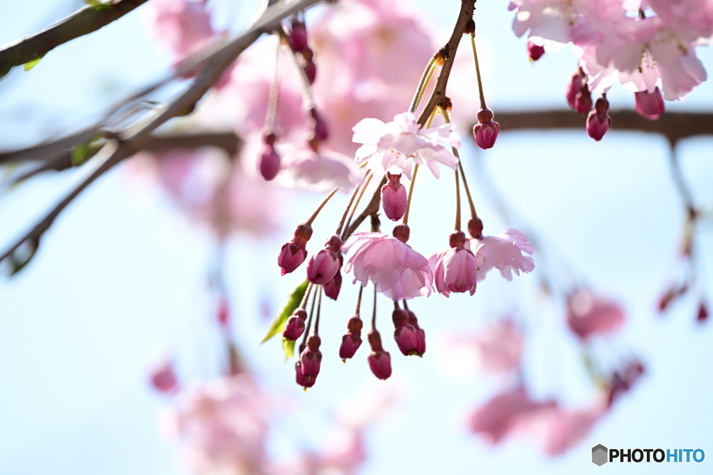 枝垂れ桜