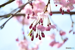枝垂れ桜