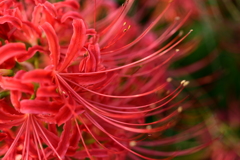 彼岸花