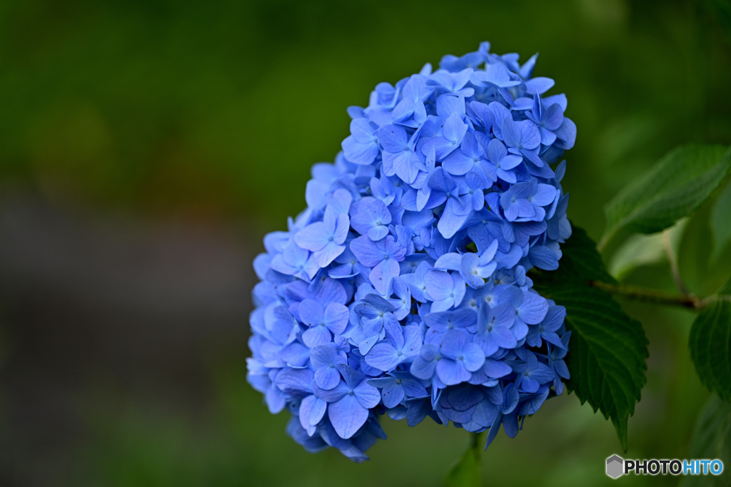 紫陽花