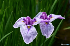 花菖蒲