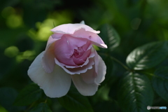 薔薇