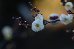 白梅