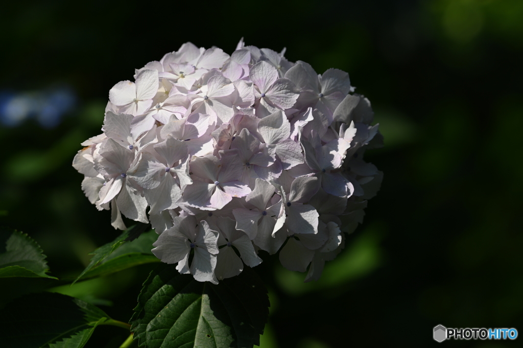 ノーマル紫陽花