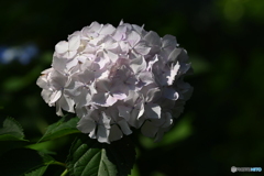 ノーマル紫陽花
