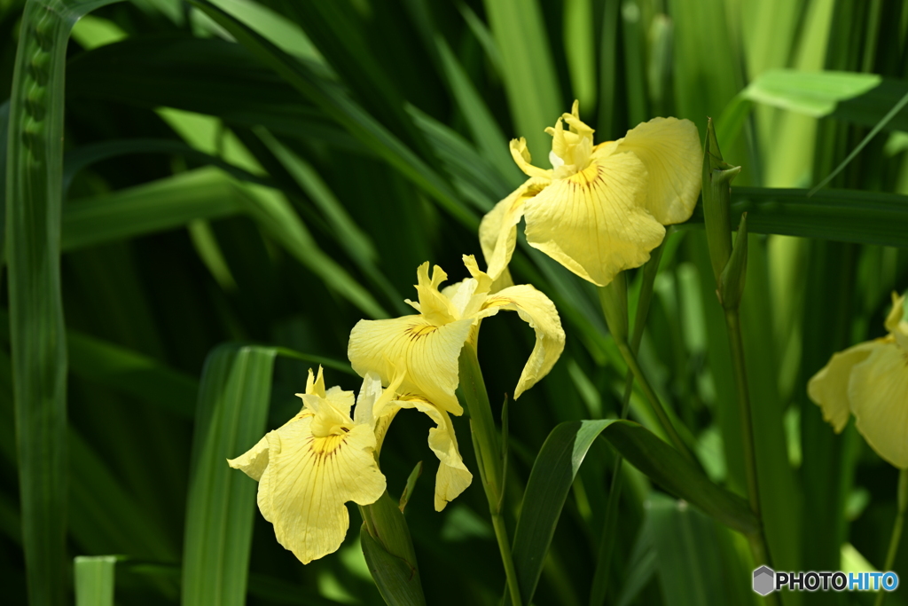 花菖蒲