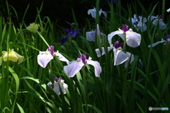 花菖蒲